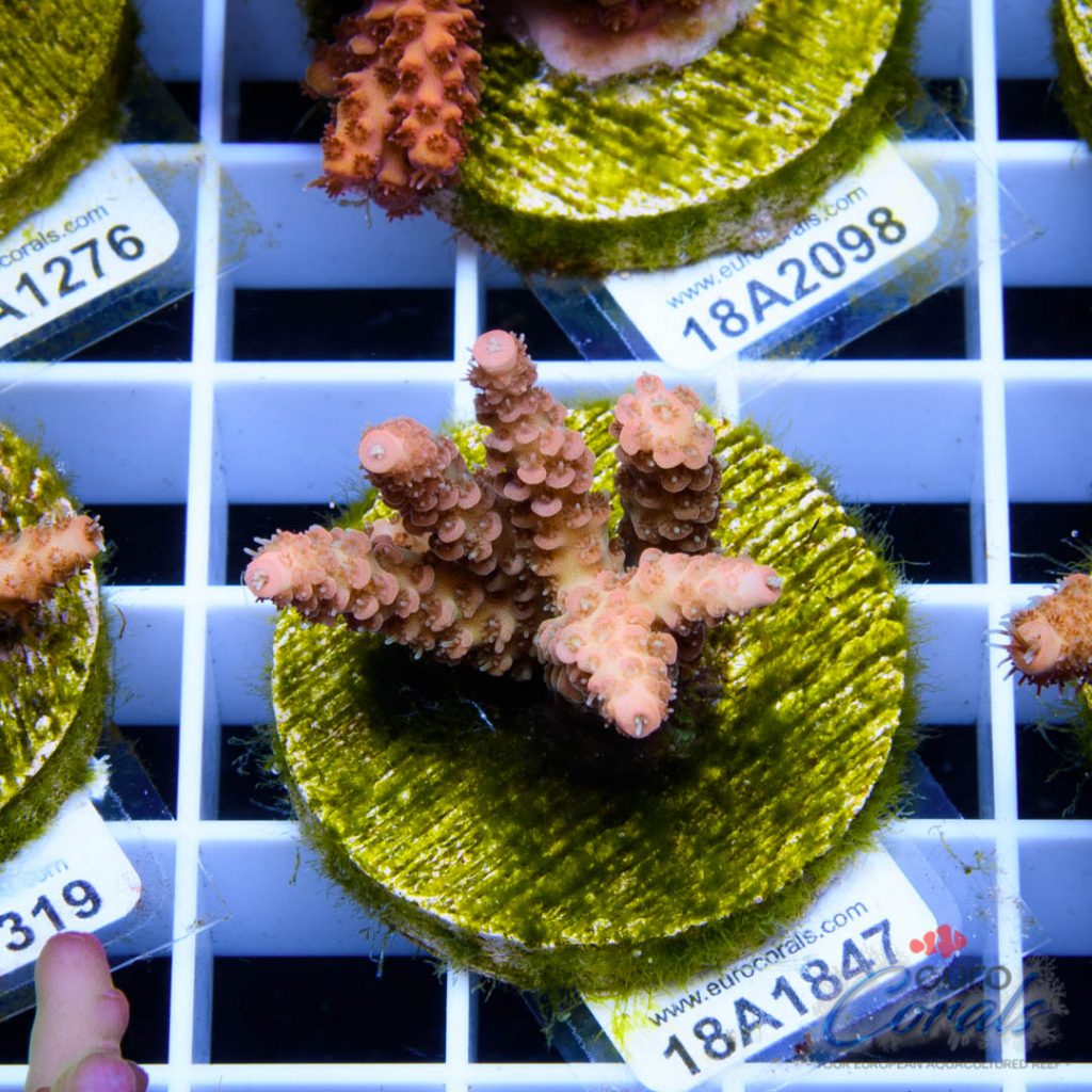 EC Millepora Sunset