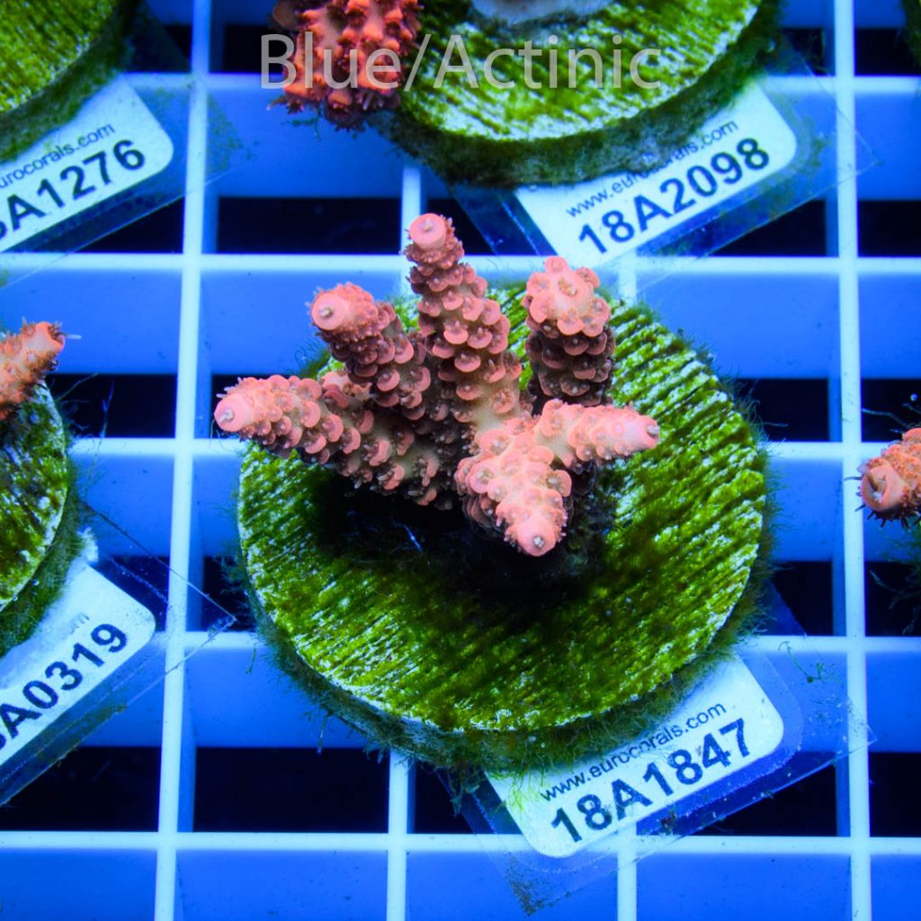 EC Millepora Sunset - Image 2