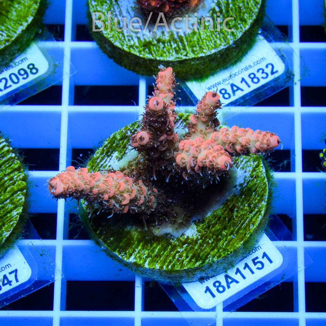 EC Millepora Sunset – Bild 2