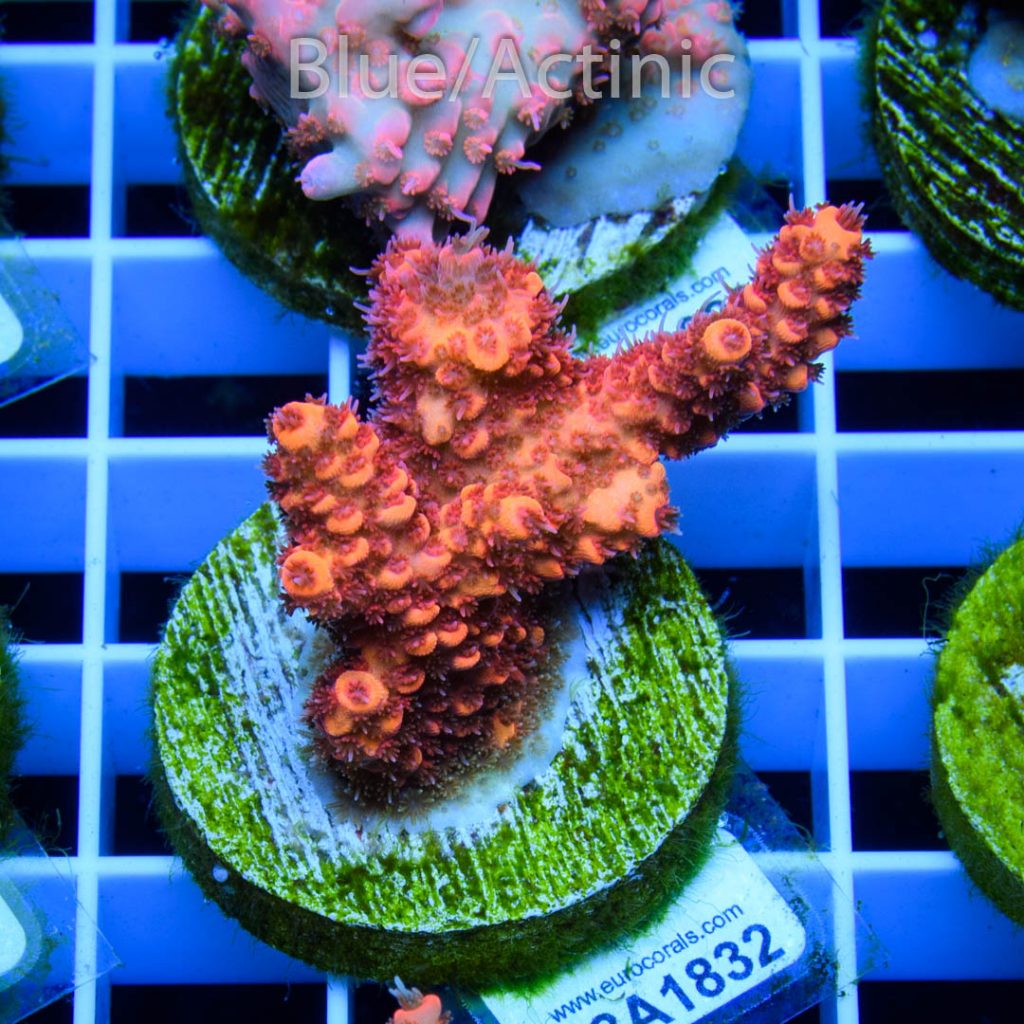 EC Blood Red Mille - Image 2