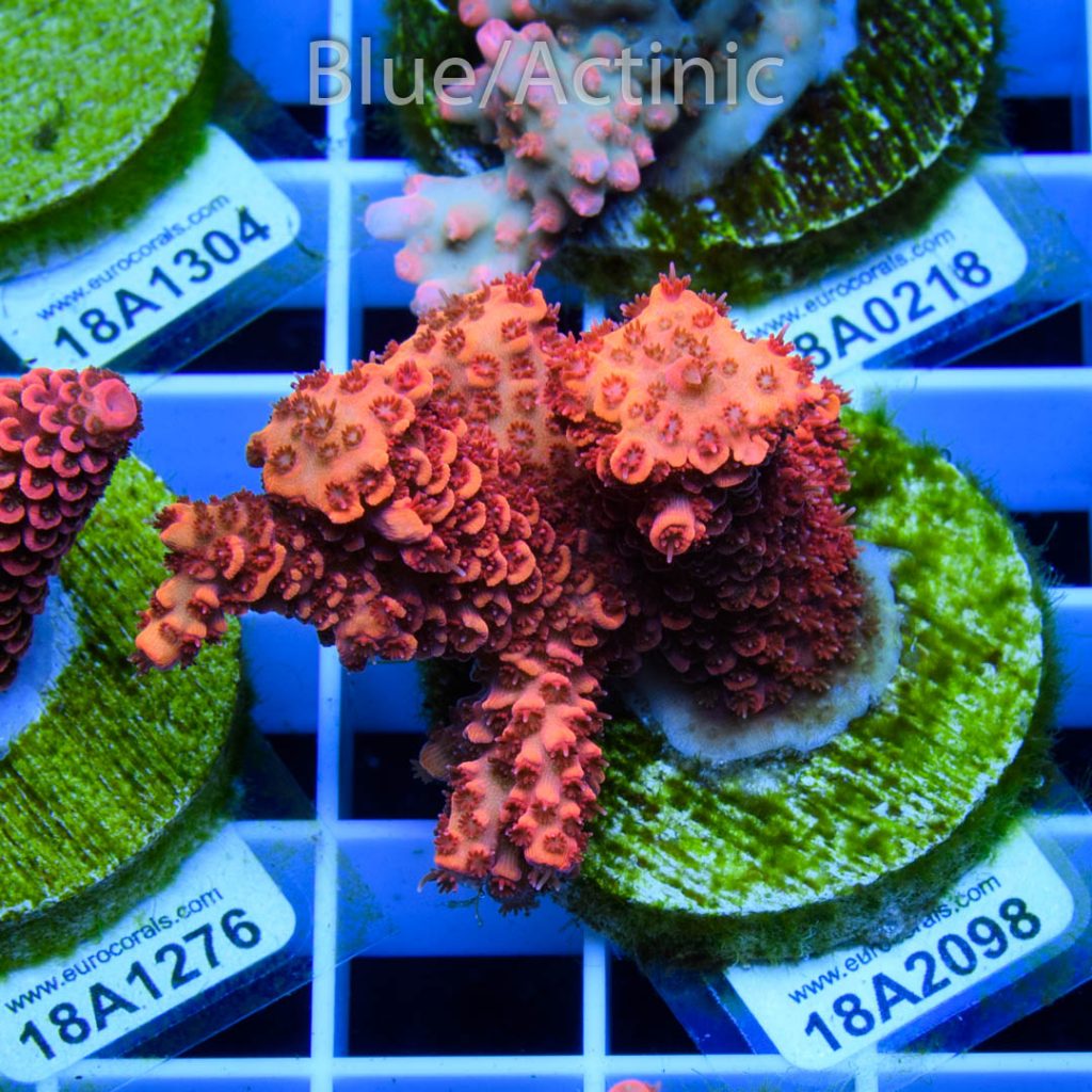 EC Blood Red Mille - Image 2