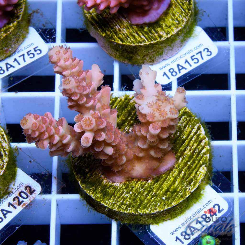EC Cream City Pinky Acro RARE