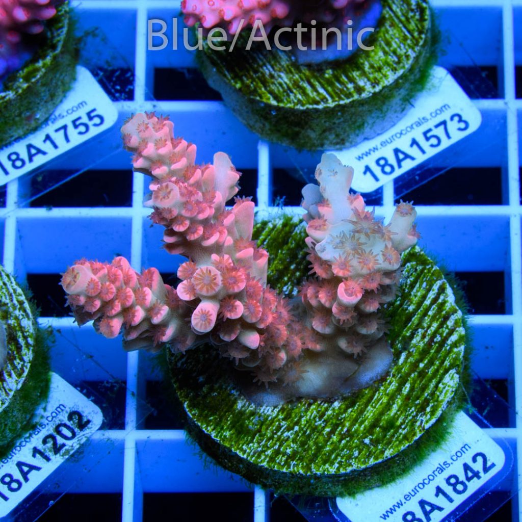 EC Cream City Pinky Acro RARE - Image 2