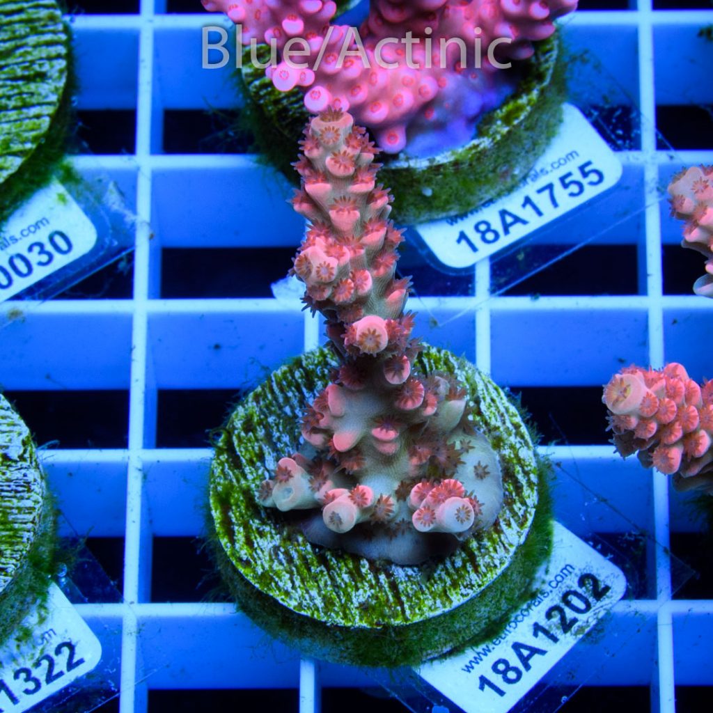 EC Cream City Pinky Acro RARE - Image 2