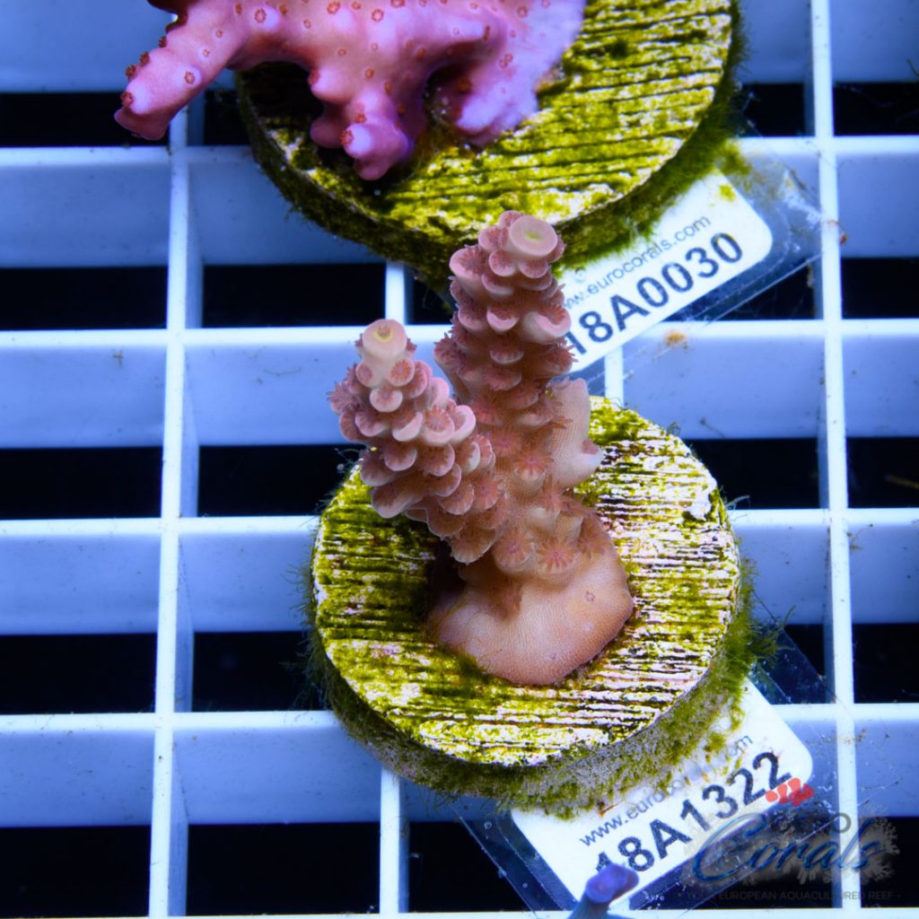 EC Cream City Pinky Acro RARE