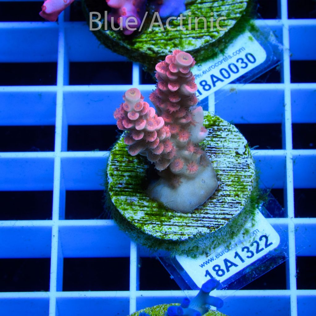 EC Cream City Pinky Acro RARE - Image 2