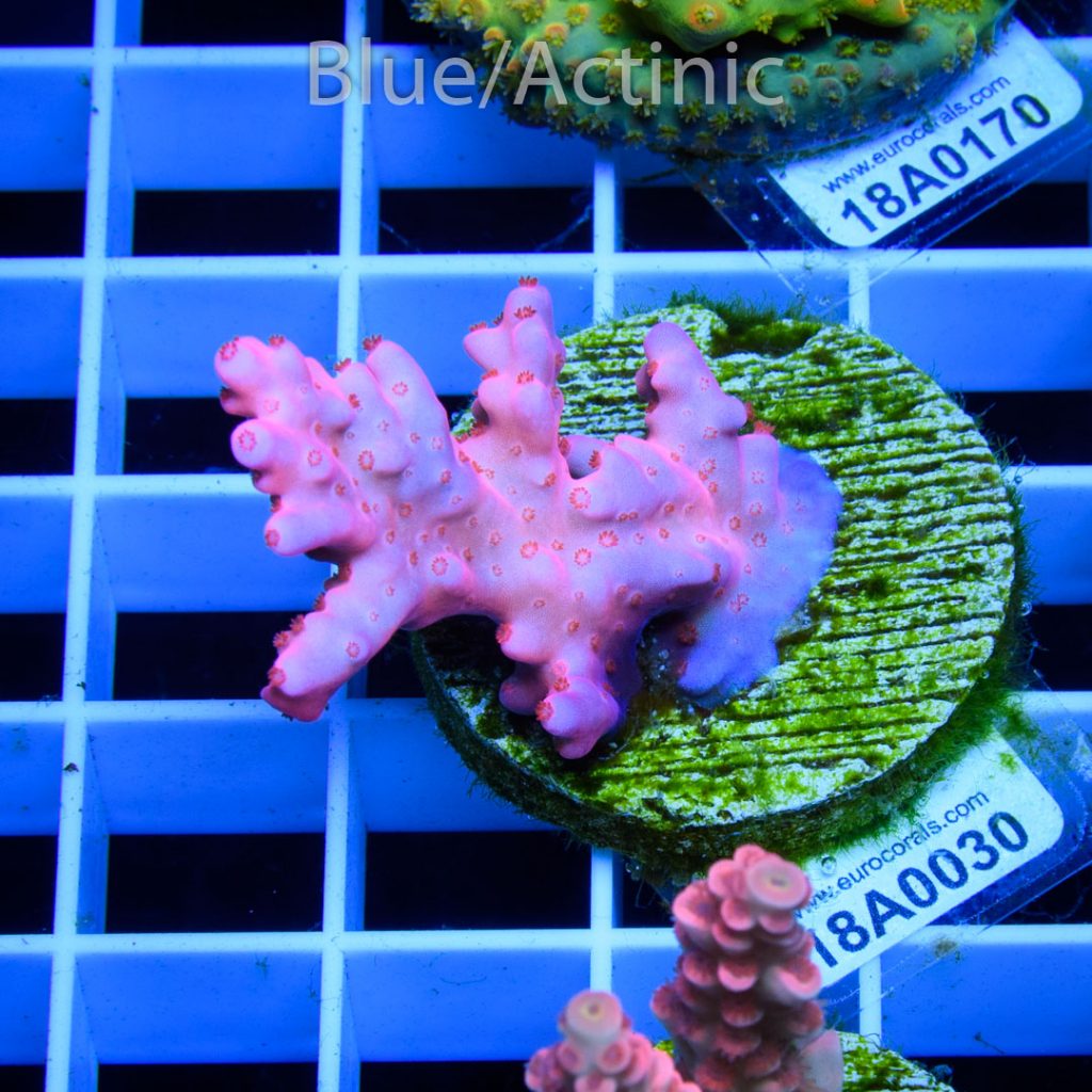 EC Flame Acro - Image 2