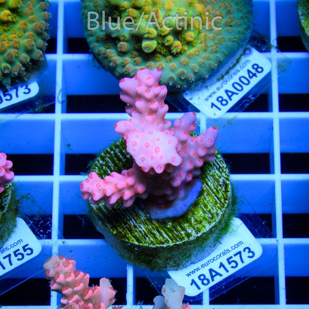 EC Flame Acro - Image 2