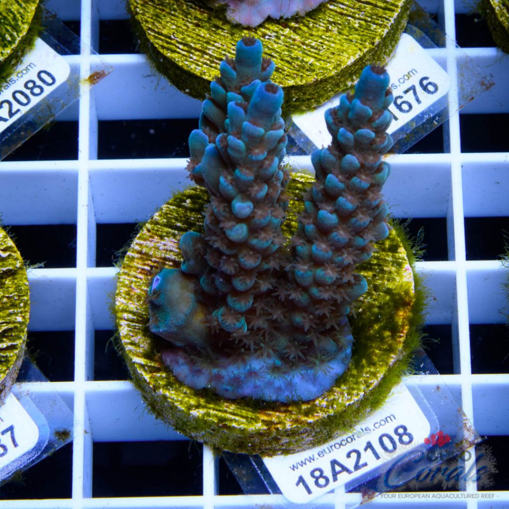 EC Banana-Boy Blue Acro RARE
