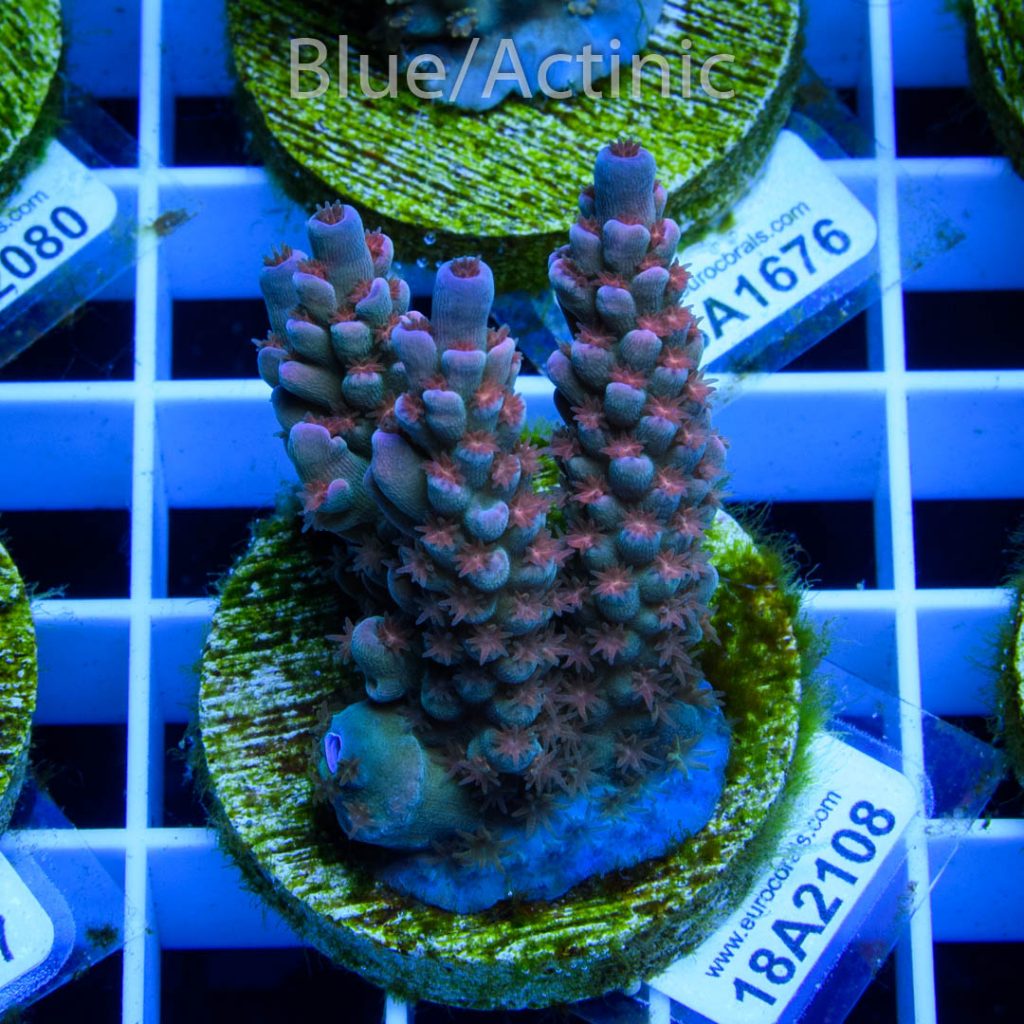 EC Banana-Boy Blue Acro RARE - Image 2