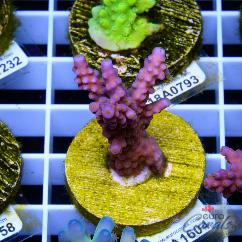 EC Rainbow Flamingo Yellow Polyps