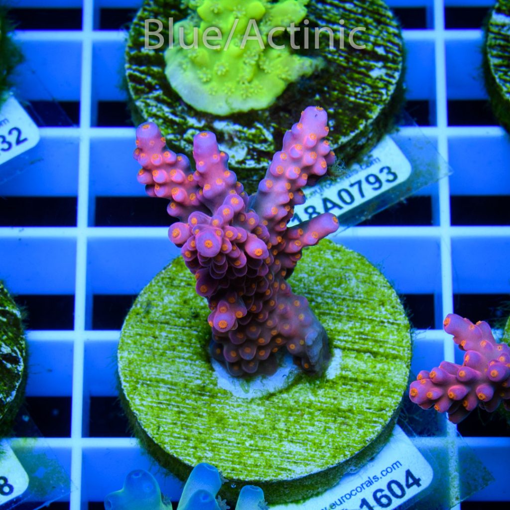 EC Rainbow Flamingo Yellow Polyps - Image 2