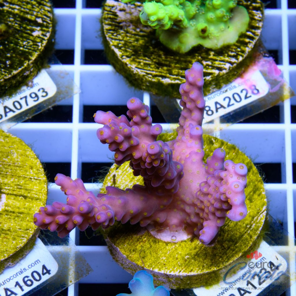 EC Rainbow Flamingo Yellow Polyps
