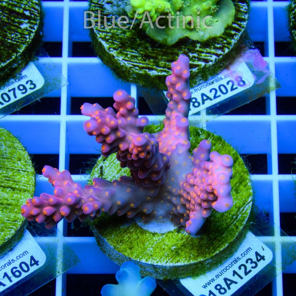 EC Rainbow Flamingo Yellow Polyps - Image 2