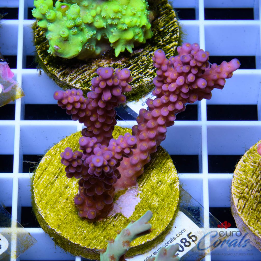 EC Rainbow Flamingo Yellow Polyps