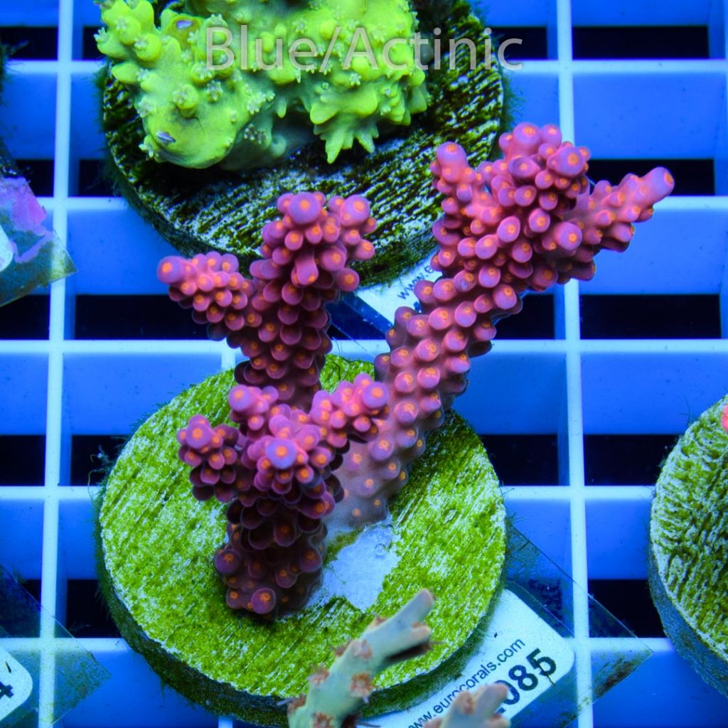 EC Rainbow Flamingo Yellow Polyps - Image 2