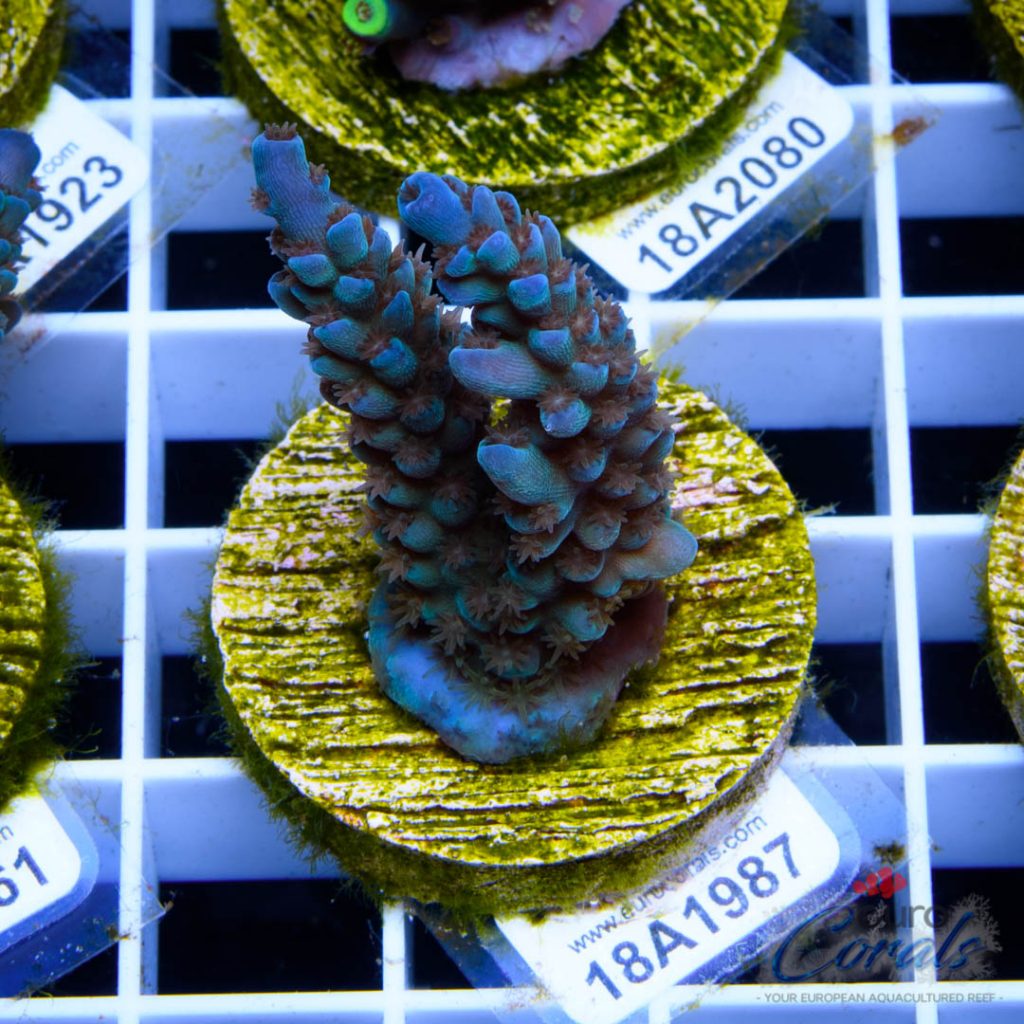 EC Banana-Boy Blue Acro RARE