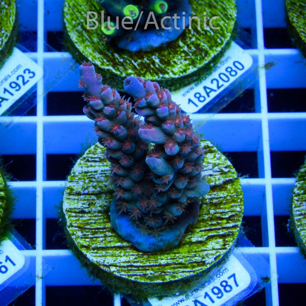 EC Banana-Boy Blue Acro RARE - Image 2