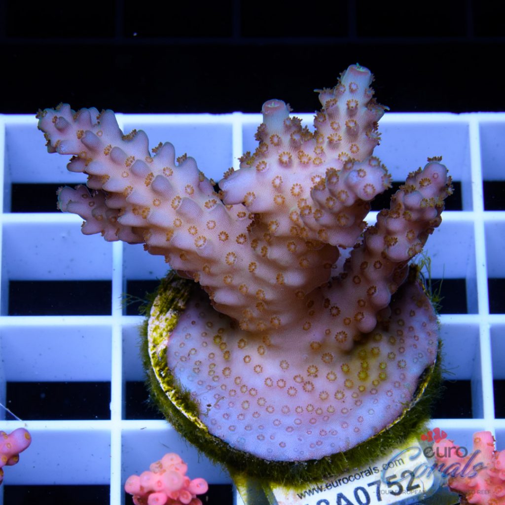 EC Ultra Rainbow Jacobyberry
