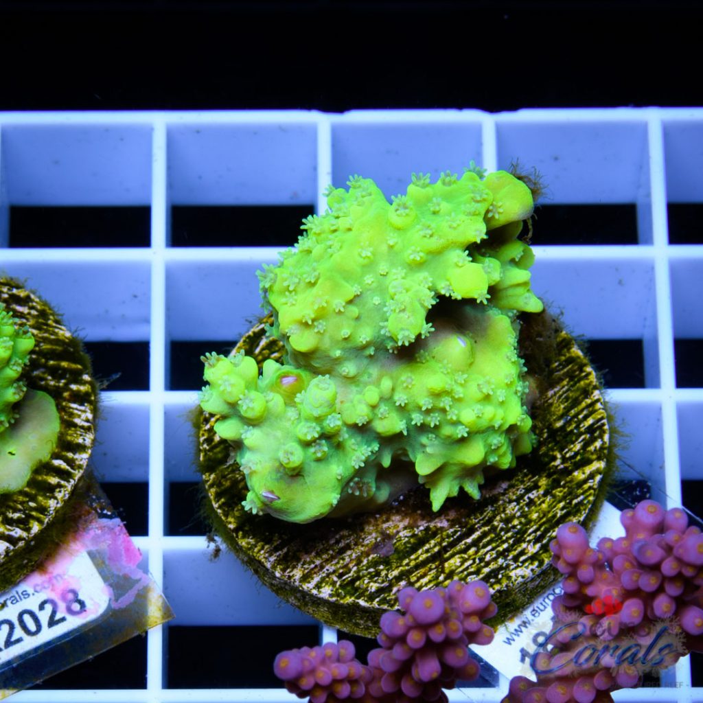 EC Toxic DayGlow Acro