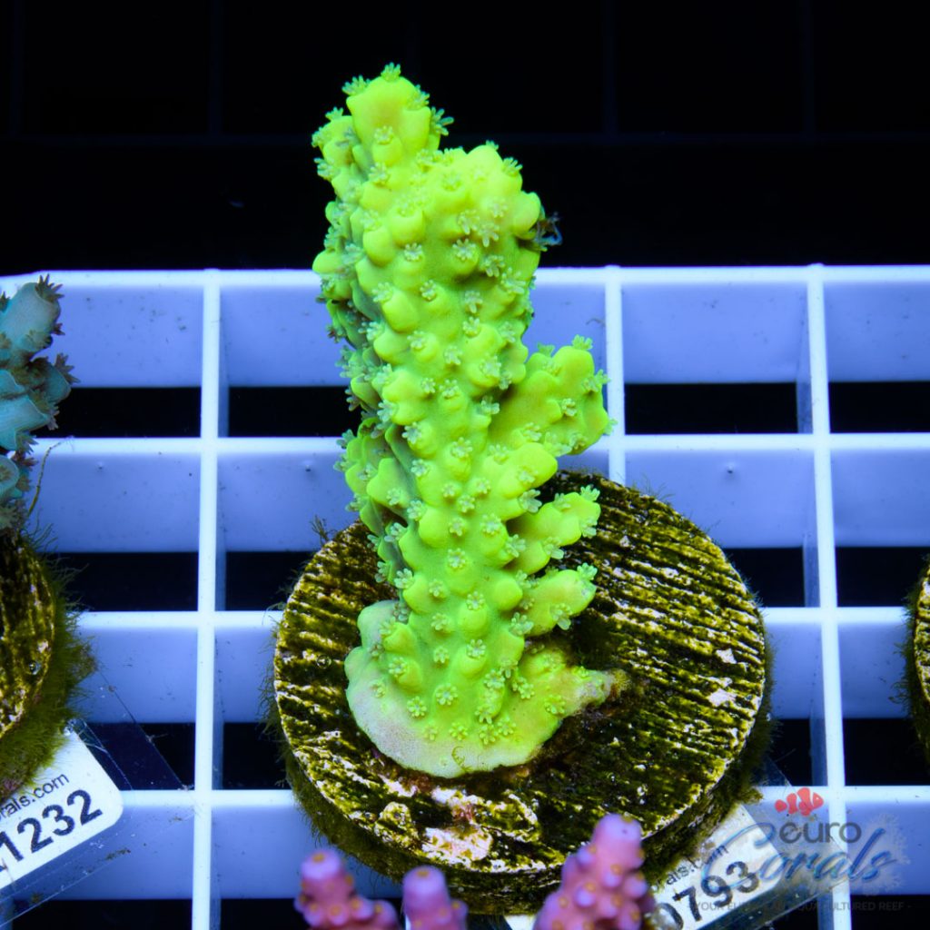 EC Toxic DayGlow Acro