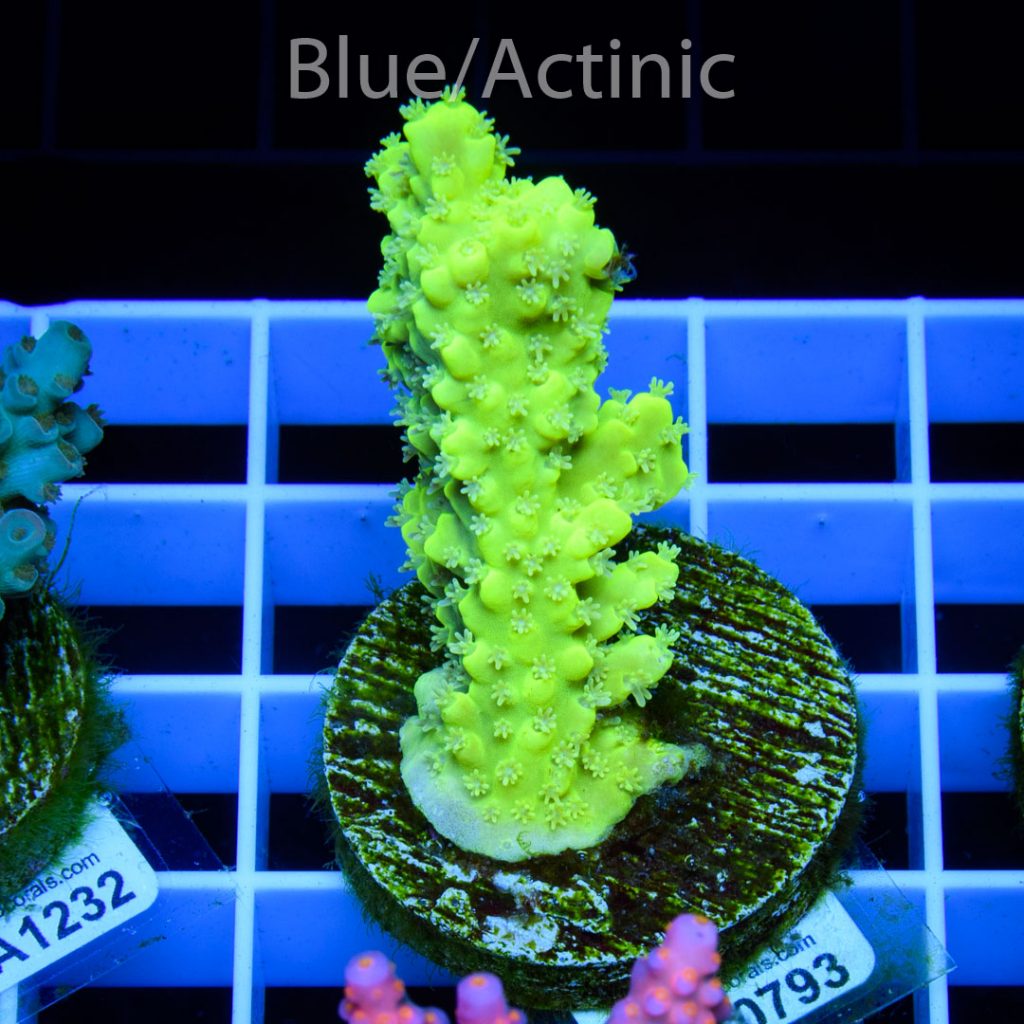 EC Toxic DayGlow Acro - Image 2