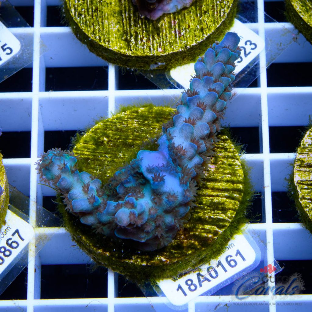 EC Banana-Boy Blue Acro RARE