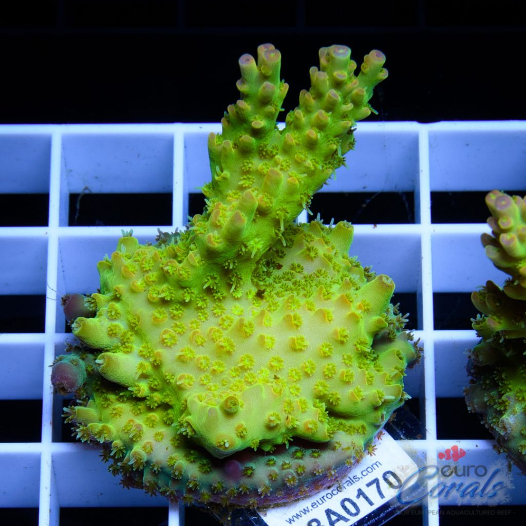 EC Micro Plutonium Acro