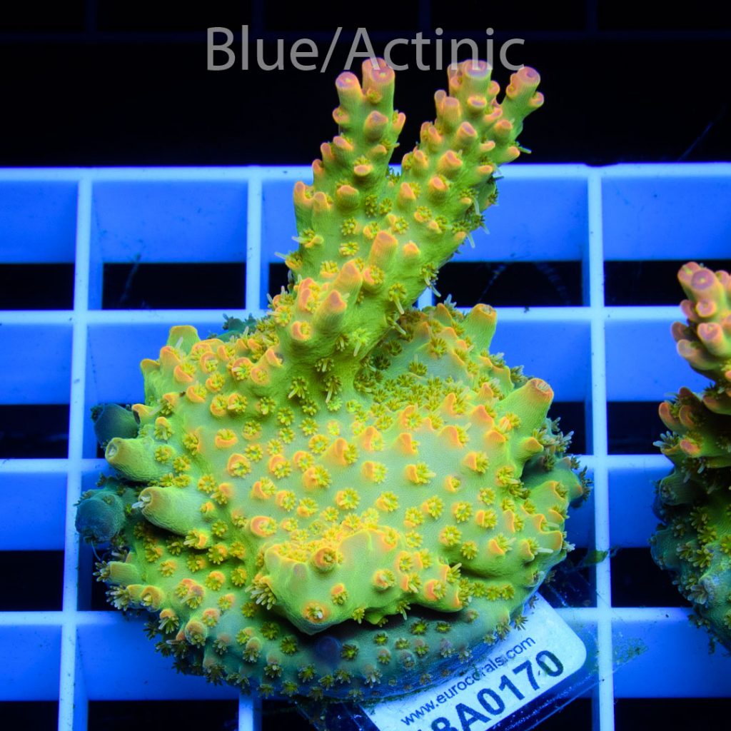 EC Micro Plutonium Acro - Image 2