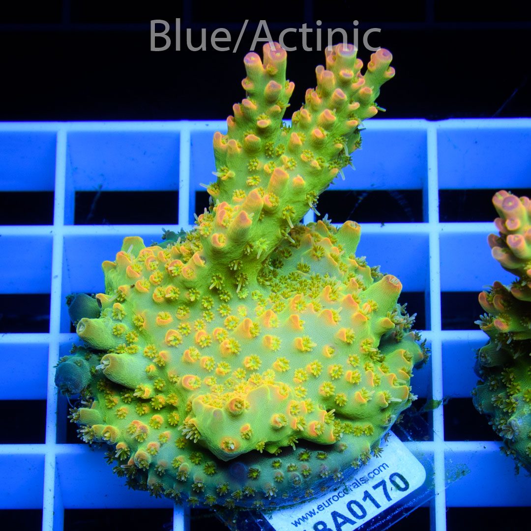 EC Micro Plutonium Acro – Bild 2