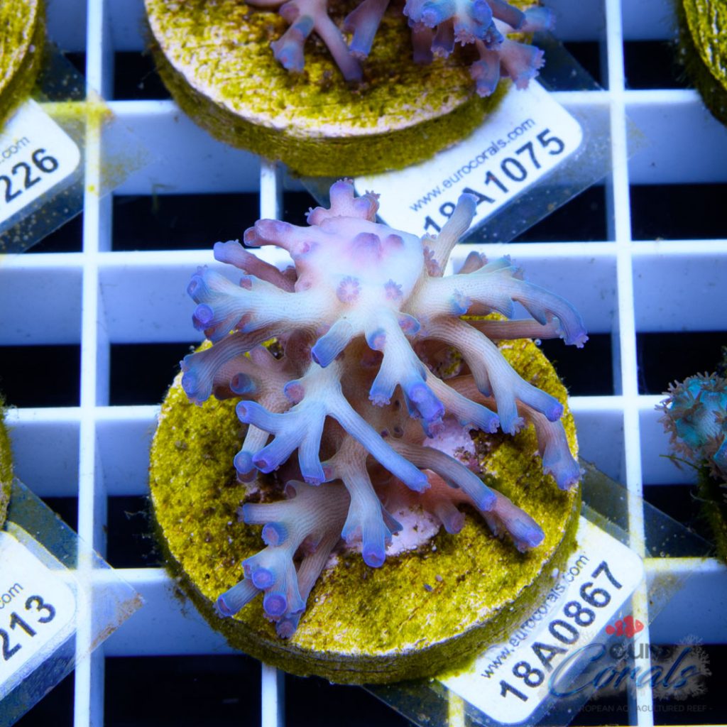 EC Icefire Echinata Boosted Blue
