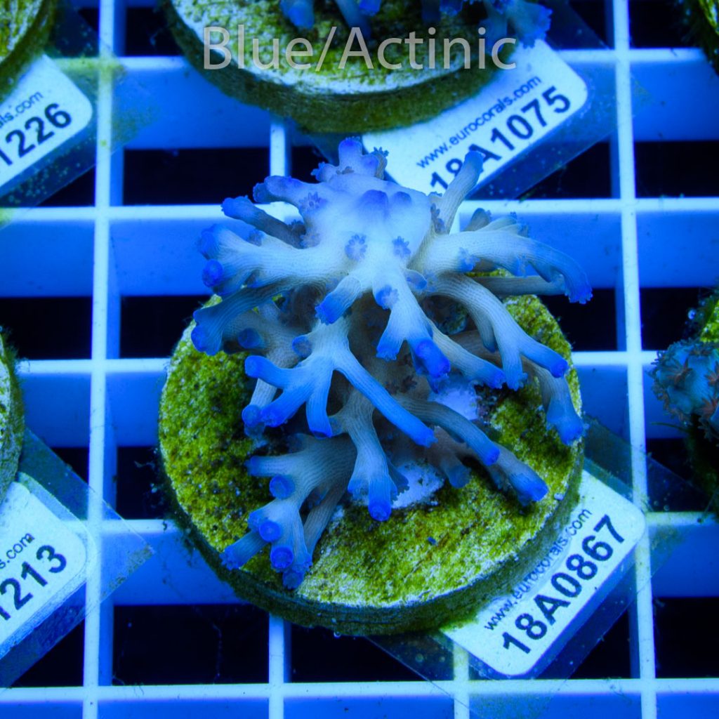 EC Icefire Echinata Boosted Blue - Image 2