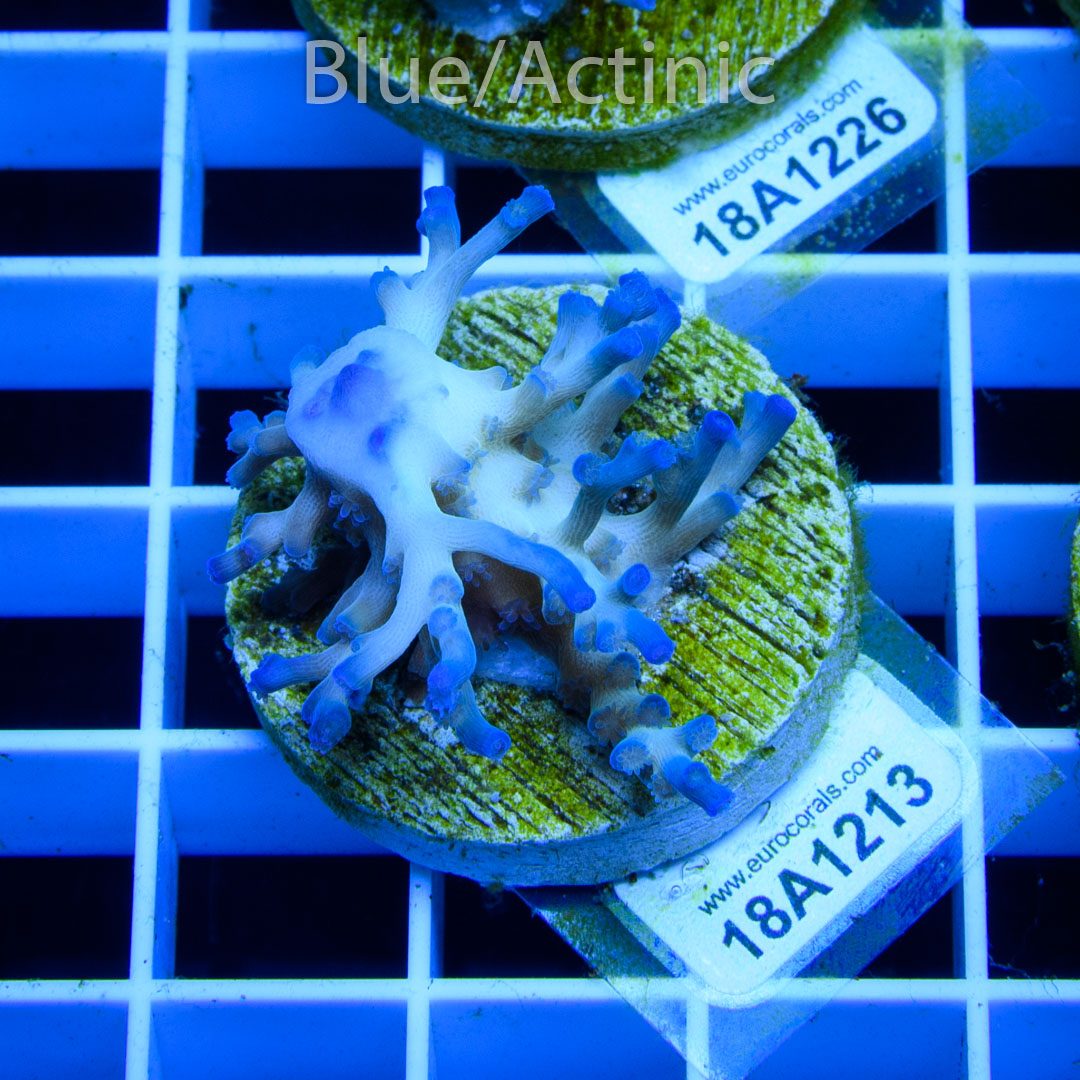 EC Icefire Echinata Boosted Blue – Bild 2