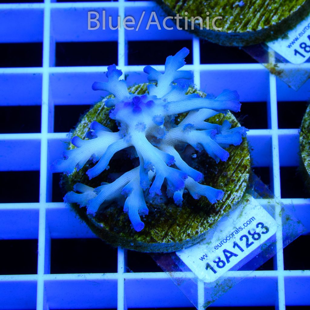EC Icefire Echinata Boosted Blue - Image 2