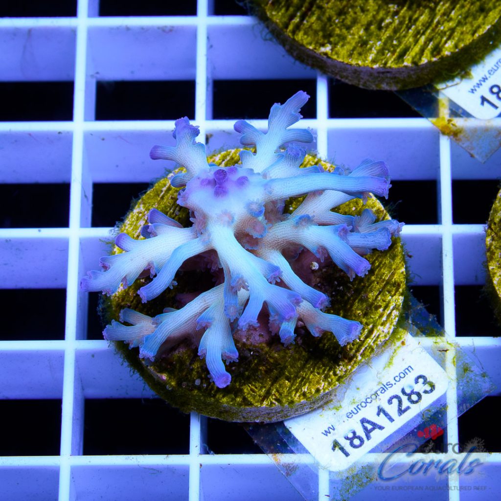 EC Icefire Echinata Boosted Blue