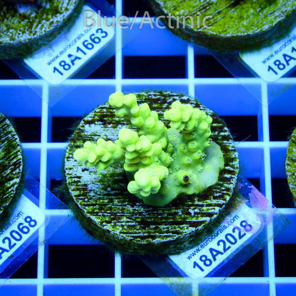 EC Toxic DayGlow Acro - Image 2