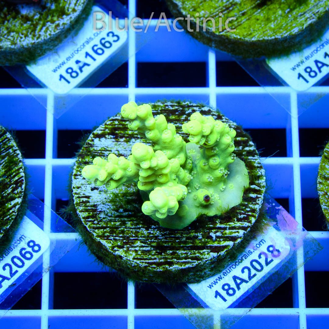 EC Toxic DayGlow Acro - Imagen 2