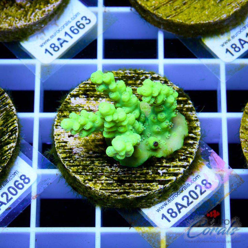 EC Toxic DayGlow Acro
