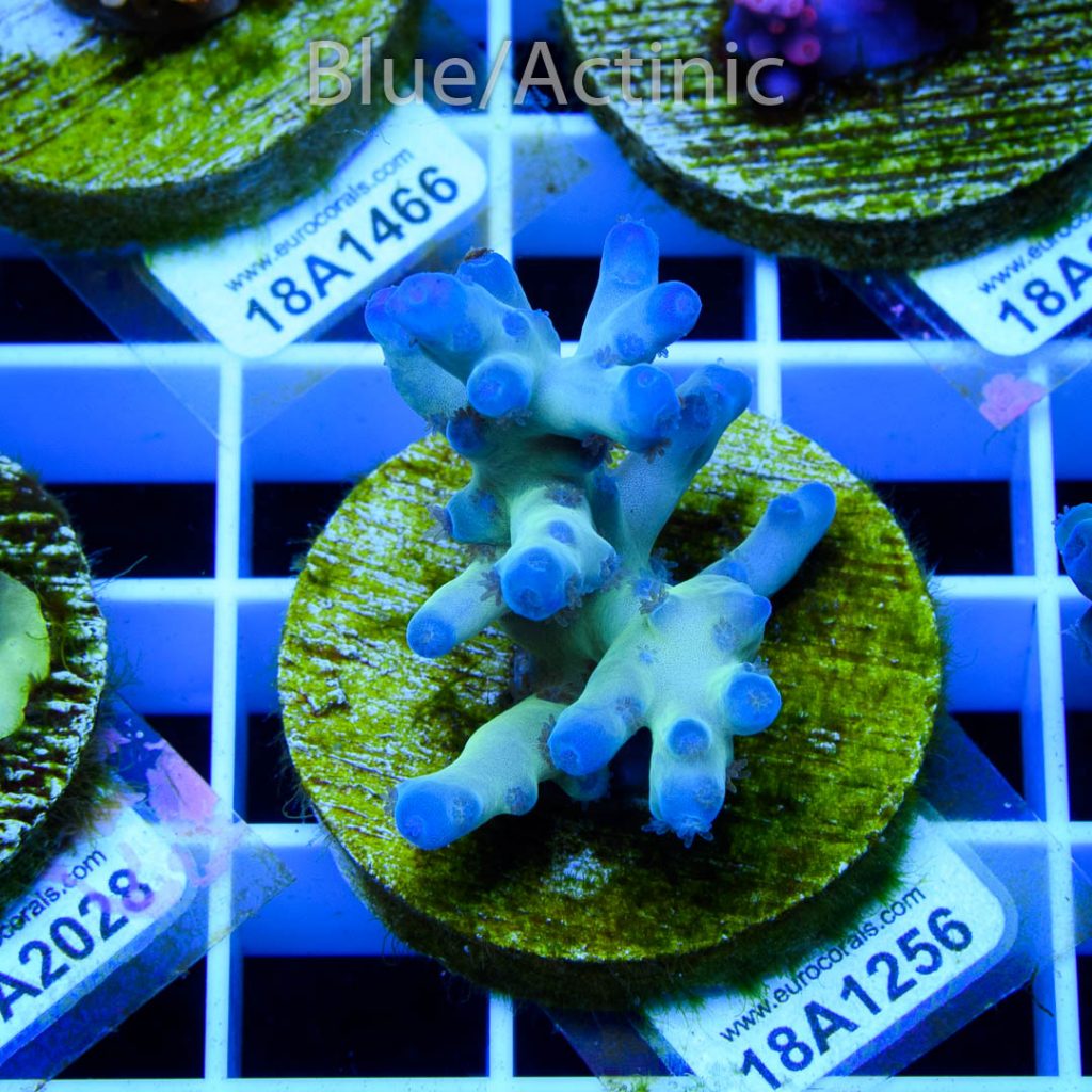 EC Panda Acro - Image 2