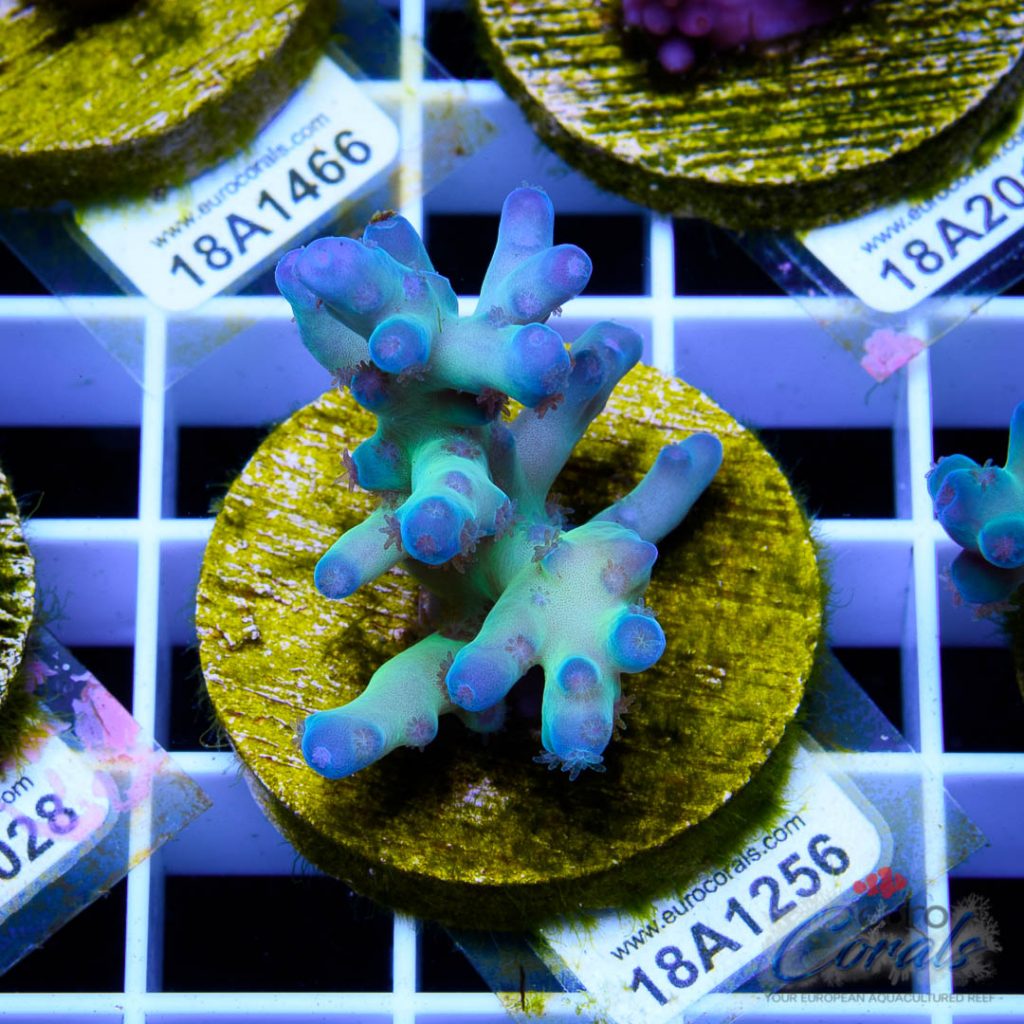 EC Panda Acro