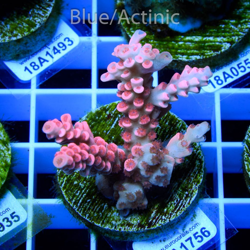 EC Cream City Pinky Acro - Image 2