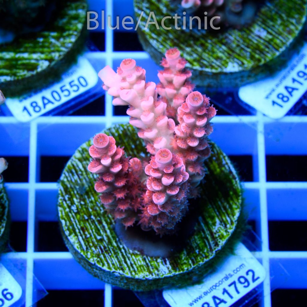 EC Cream City Pinky Acro - Image 2