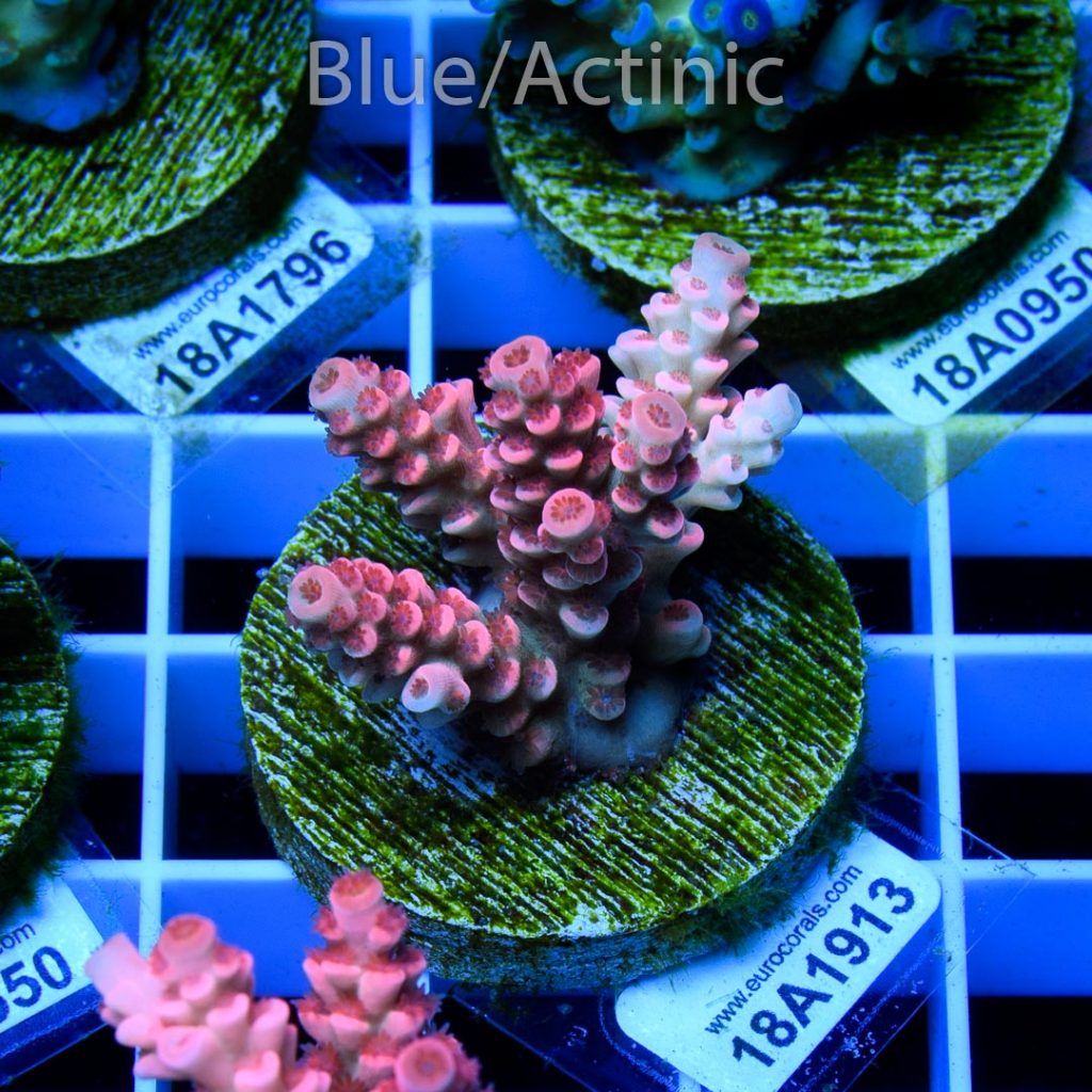 EC Cream City Pinky Acro - Image 2
