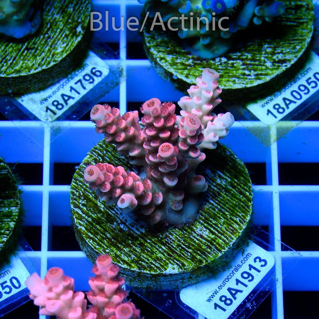 EC Cream City Pinky Acro - Imagen 2