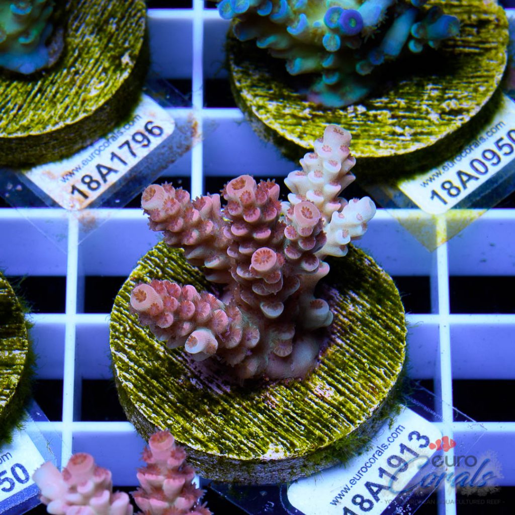 EC Cream City Pinky Acro