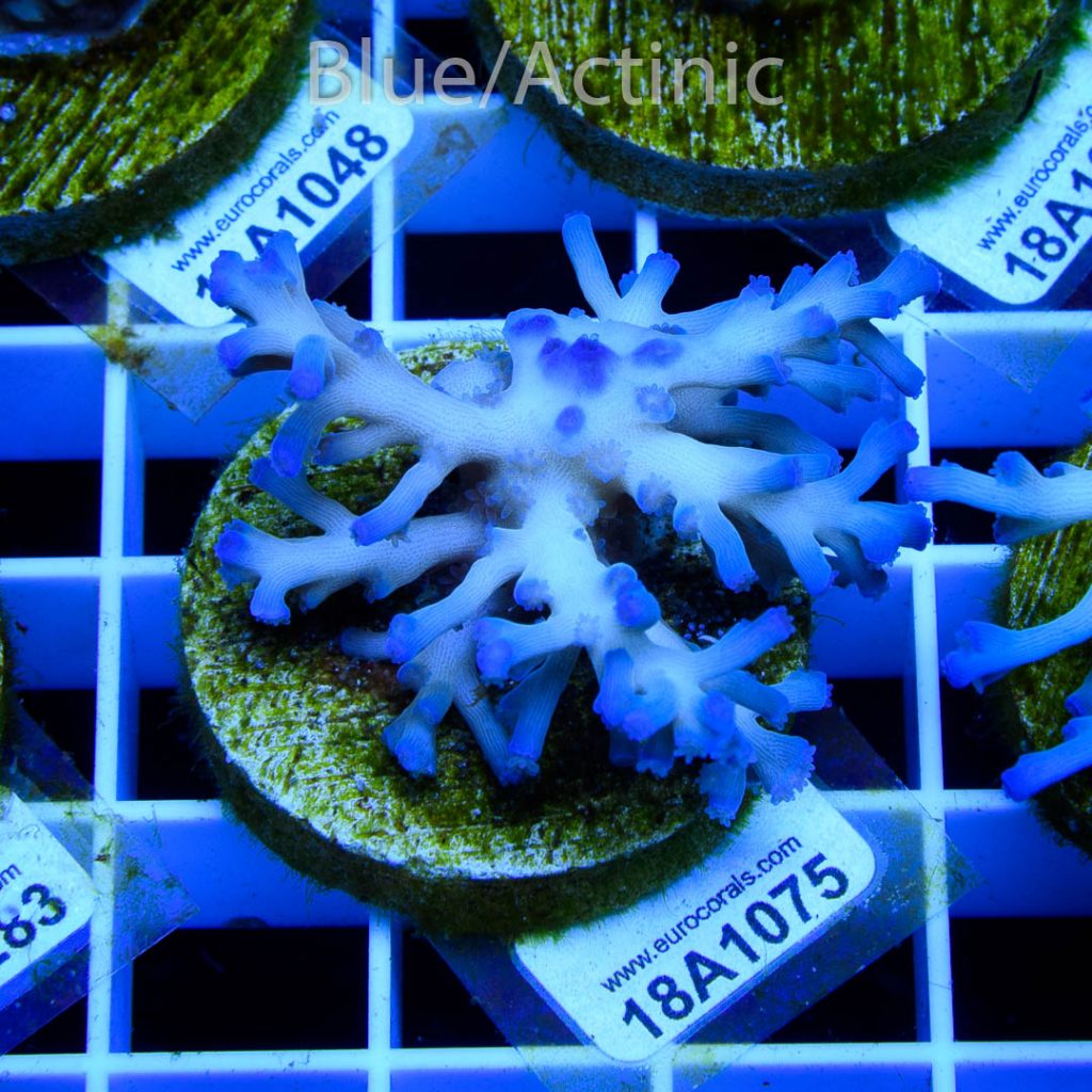 EC Icefire Echinata Boosted Blue - Image 2