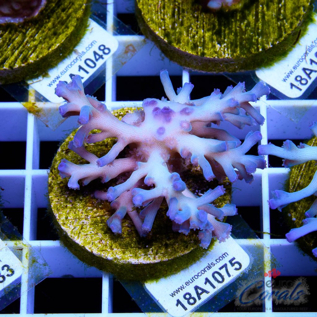 EC Icefire Echinata Boosted Blue