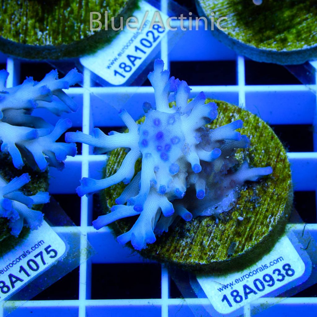 EC Icefire Echinata Boosted Blue - Image 2