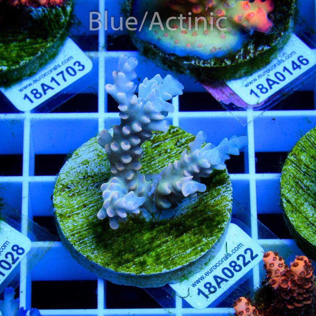 EC Dragonpuff Acropora - Image 2