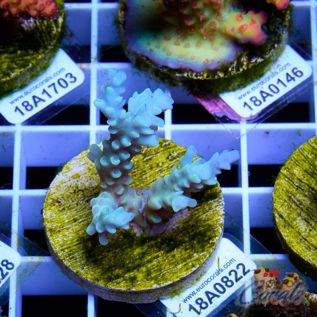 EC Dragonpuff Acropora